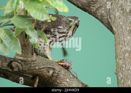 Vögel von Sri Lanka in freier Wildbahn Stockfoto