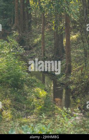 Schöne Landschaften des Nagarhole National Park von Indien. Stockfoto