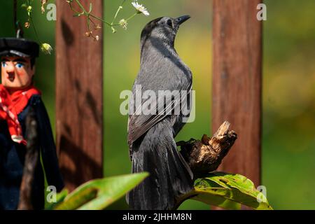 Grauer Catbird, der auf einem Ast thront Stockfoto