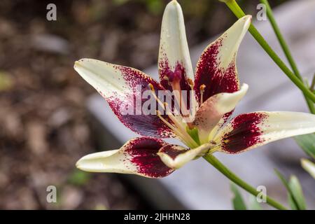 'Tango Cappuccino' Asiatische Lilie, Asiatisk lilja (Lilium asiatica) Stockfoto