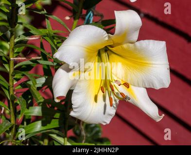 „Miss eigenartige“ Wolkenkratzerlilie, Trädlilja (Lilium-Hybrid) Stockfoto