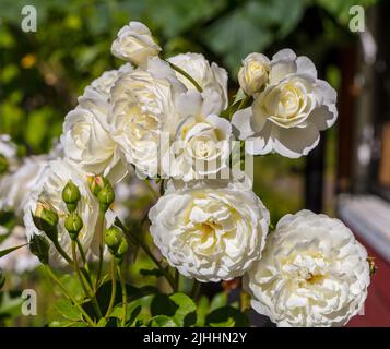 "Ruhe, Ausnoble 'English Rose, Engelsk ros (Rosa) Stockfoto