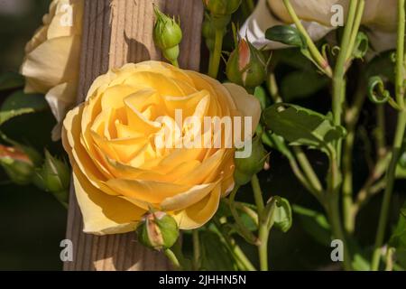 'Graham Thomas, Lemon Parody, Ausmas' Englische Rose, Engelsk ros (Rosa) Stockfoto