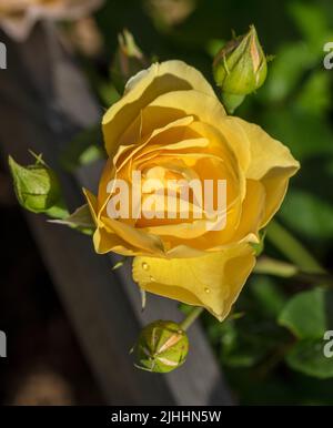 'Graham Thomas, Lemon Parody, Ausmas' Englische Rose, Engelsk ros (Rosa) Stockfoto