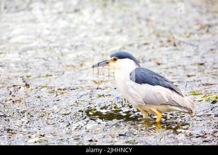 Schwarz gekrönter Nachtreiher steht im Wasser Stockfoto