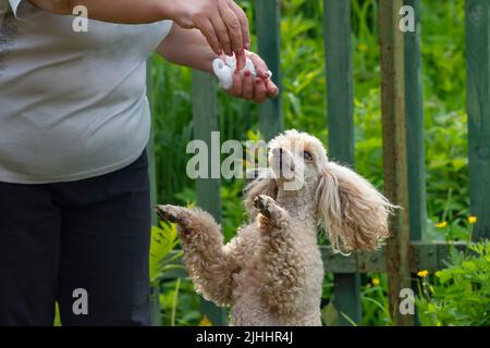 Blick auf die Schnauze eines Pudelhundes, der auf seinen Hinterbeinen stehend und springend auf ein Stück Wurst in der Hand blickt Stockfoto