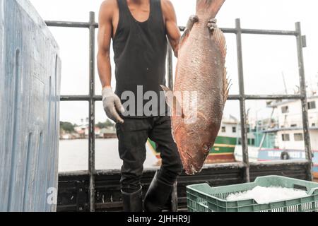 Nicht erkennbarer lateinischer Fischer, der einen riesigen Fisch zeigt Stockfoto