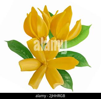 Magnolia champaca Blume auf weißem Hintergrund Stockfoto