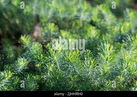 Die Zypresseneuche, die Zypressenspurge und die grünen Simse verklumpen den selektiven Fokus Stockfoto