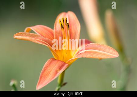 Orangene Taglilie Nahaufnahme im Garten selektiver Fokus Stockfoto