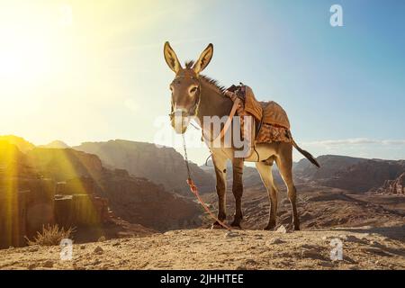 Esel in der antiken Stadt Petra. Eselsbild aus nächster Nähe, Jordanien Stockfoto