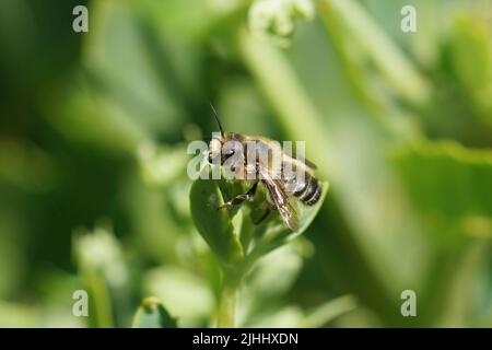 Detaillierte Nahaufnahme einer männlichen Willughby-Biene, Megachile Willughbiella, die auf einem grünen Blatt im Garten sitzt Stockfoto