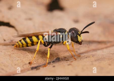 Detailreiche Nahaufnahme auf einem bunten Gelb, einer schwarzen Bienenwolf-Wespe, Philantus triangulum, die auf einem getrockneten Blatt sitzt Stockfoto