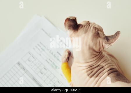 Draufsicht Nahaufnahme einer niedlichen haarlosen Katze mit gewellten Ohren, die auf dem Untersuchungstisch in der Tierarztklinik sitzt, Kopierraum Stockfoto