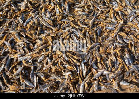 Nahaufnahme von getrocknetem und geräuchertem frisch gefangenem bonga-Fisch (Ethmolosa fimbriata) in Gambia und Senegal Stockfoto