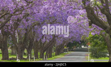 Straße gesäumt von großen blühenden Jacaranda-Bäumen in grafton Stockfoto