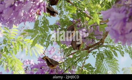 Nahaufnahme der Samenschoten und Blumen von Jacaranda in grafton Stockfoto