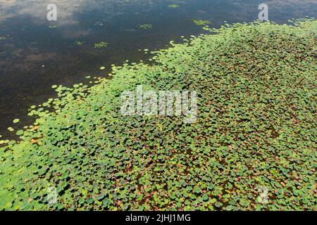 Luftaufnahme der Oberfläche eines Sees oder Sumpfes mit Wasservegetation in Sri Lanka. Stockfoto