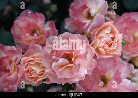 Moody Flowers. Rosa Gartenrosen auf dunklem Hintergrund. Weichzeichnen und selektiver Fokus. Nahaufnahme. Stockfoto
