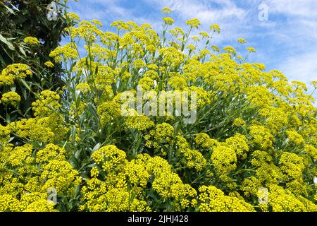 Bupleurum fruticosum blühende Sträucher Stockfoto