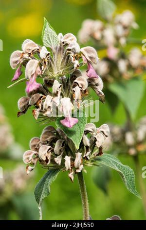 Griechischer Jerusalem Salbei, Blume, Phlomis samia, Hardy, Pflanze, Hochformat Stockfoto