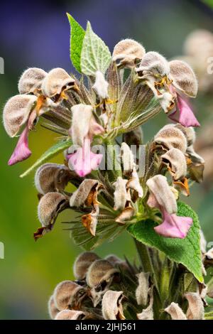 Phlomis samia, Blume, Porträt, griechischer Jerusalem-Salbei Stockfoto