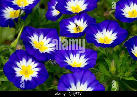 Jährlich, Sommer, Pflanze, Blauweiß, Convolvulus 'Blue Ensign', Der Glanz Des Zwergs Am Morgen Stockfoto