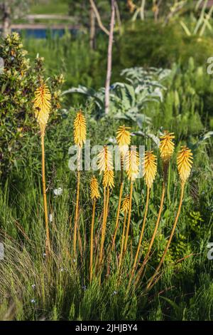 Klümpchen gelb blühender Kniphofia (Red hot Poker), trockene Gartenumgebung Stockfoto