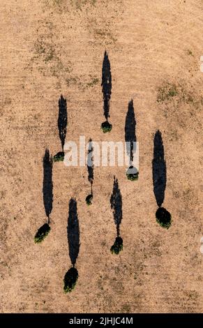 Zwenkau, Deutschland. 19.. Juli 2022. Acht Eichen werfen ihre Schatten auf eine ausgetrocknete Wiese am Zwenkauer See. Quelle: Jan Woitas/dpa/Alamy Live News Stockfoto