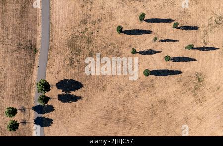 Zwenkau, Deutschland. 19.. Juli 2022. Bäume werfen ihre Schatten auf eine ausgetrocknete Wiese am Zwenkauer See. Quelle: Jan Woitas/dpa/Alamy Live News Stockfoto