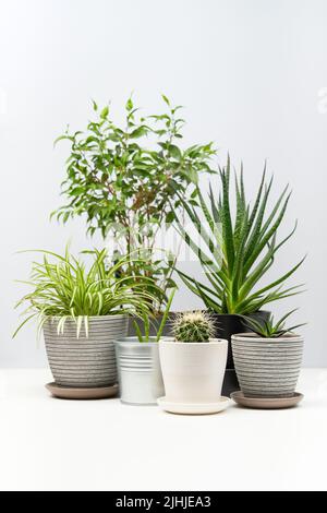 Mehrere Zimmerpflanzen stehen auf weißem Tisch. Konzept von Home Gardening, Stadtdschungel und Stadtgarten. Stockfoto
