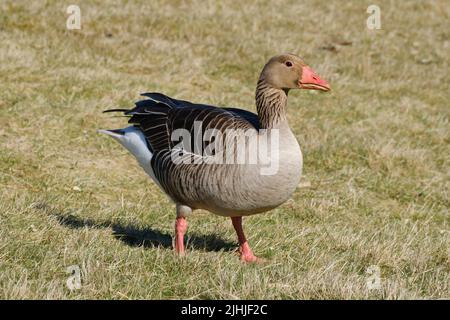 Graugans auf einem Feld Stockfoto