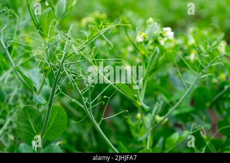 Nahaufnahme von Sprossen und Blüten junger Erbsen. Selektiver Fokus. Stockfoto