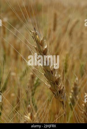 Harte reife Hühneraugen in den Ähren des Weizens auf dem Feld Stockfoto
