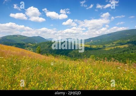 Grünes Feld auf dem Hügel in den Bergen. Wunderbare landschaft der karpaten an einem sonnigen Tag mit flauschigen Wolken. Blühende Kräuter im Gras Stockfoto