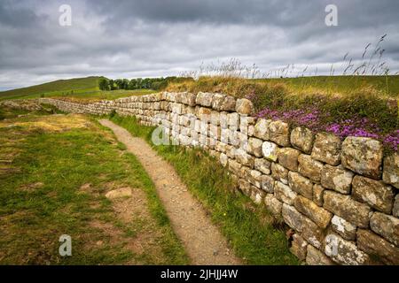 Blühender Thymian, der auf den Resten der Hadrianmauer auf Steel Rigg, Northumberland, England wächst Stockfoto