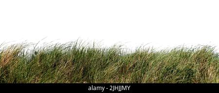 Grasgrün, isoliert auf weiss Stockfoto