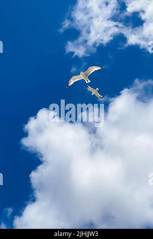 Möwe fliegt am blauen Himmel. Schwebender Vogel am blauen Himmel mit weißen Wolken Stockfoto