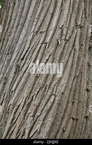 Süße Kastanie (Castanea sativa) Detail der Rinde. Surrey, Großbritannien Stockfoto