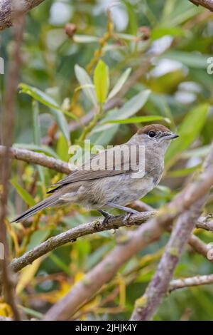 Blackcap (Sylvia atricapilla) weibliche Moutling Titchwell Norfolk GB UK Juli 2022 Stockfoto