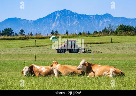 19. Juli 2022, Bayern, Kreut (Gemeinde Königsdorf): Ein Traktor dreht Heu auf einem Feld, vor der Kulisse der Alpen, während im Vordergrund Kühe auf der Wiese liegen. Foto: Peter Kneffel/dpa Stockfoto