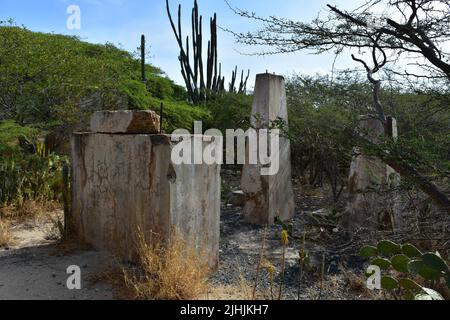 Pflanzen und Fauna wachsen um alte Ruinen einer ehemaligen Mühle herum. Stockfoto