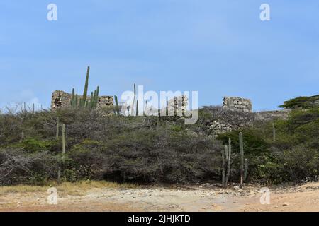 Kakteen wachsen auf und um Steinruinen der Balashi Gold Mills. Stockfoto