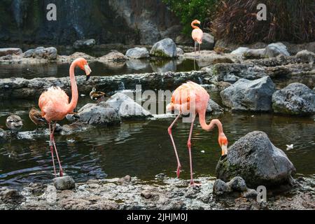 Herde von Flamingos und Enten, die im Wasser eines Teiches in Batu, Ost-Java, Indonesien, stehen. Keine Personen. Stockfoto