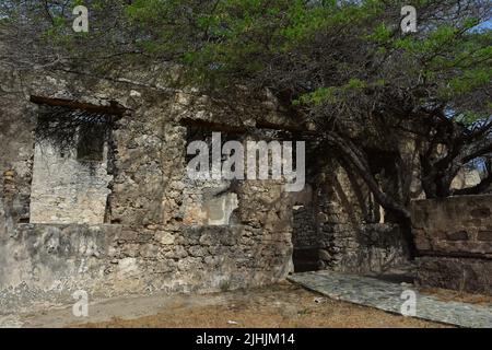 Baum, der sich durch die verlassenen Ruinen der Goldmühle Balashi schlängelt. Stockfoto