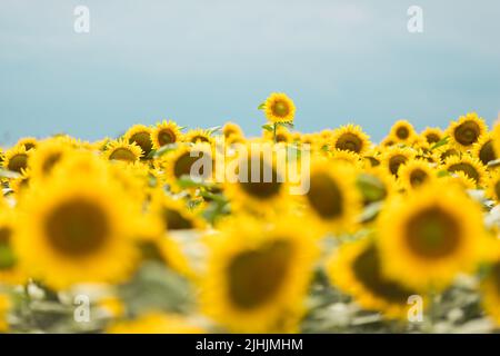 Sich vom Crowd-Konzept abheben. Wunderbarer Panoramablick auf das Sonnenblumenfeld im Sommer. Eine Blume wächst größer als die anderen. Stockfoto