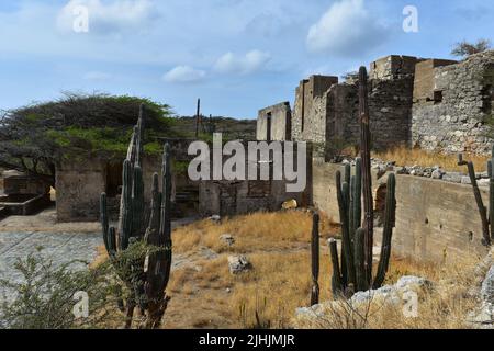 Kakteen, die um verlassene Ruinen der Goldmühle in Aruba wachsen. Stockfoto