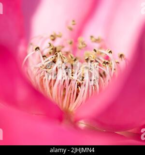 Rosa Blütenblätter und Makrostamen Stockfoto