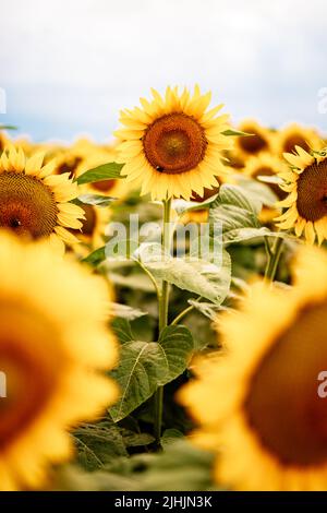 Sich vom Crowd-Konzept abheben. Wunderbarer Panoramablick auf das Sonnenblumenfeld im Sommer. Eine Blume wächst größer als die anderen. Stockfoto