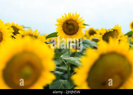 Sich vom Crowd-Konzept abheben. Wunderbarer Panoramablick auf das Sonnenblumenfeld im Sommer. Eine Blume wächst größer als die anderen Stockfoto